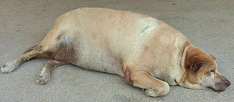 Ein übergewichtiger Hund liegt auf dem Boden. 