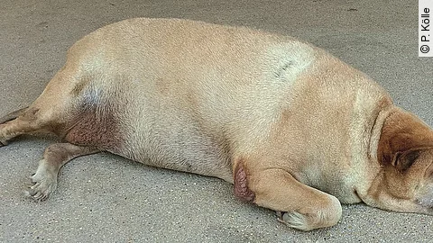 Ein übergewichtiger Hund liegt auf dem Boden. 