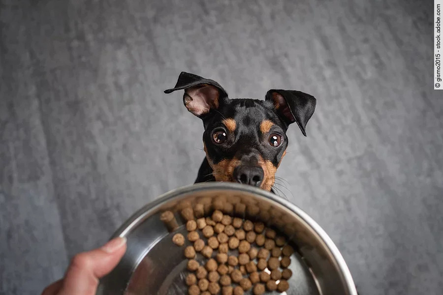 Hund sitzt auf dem boden und leckt sich das maul  und mensch hält futterschüssel in der hand