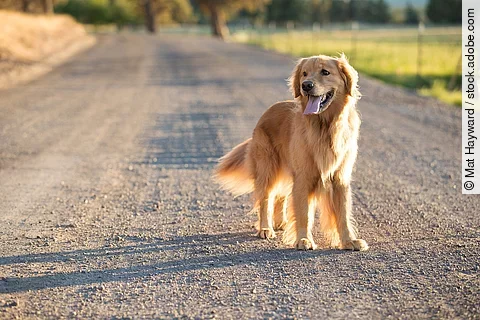 Ein Golden Retriever steht auf einer Straße. Der Hund schaut seitlich und sein ganzer Körper ist auf der Aufnahme erkennbar. Im Hintergrund sind verschwommen Bäume und eine Wiese zu erkennen.
