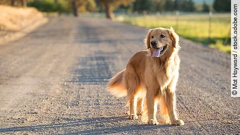 Golden Retriever Ein Golden Retriever steht auf einer Straße. Der Hund schaut seitlich und sein ganzer Körper ist auf der Aufnahme erkennbar. Im Hintergrund sind verschwommen Bäume und eine Wiese zu erkennen.