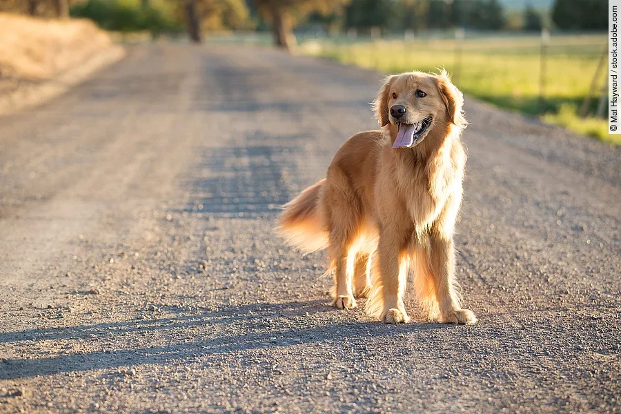 Ein Golden Retriever steht auf einer Straße. Der Hund schaut seitlich und sein ganzer Körper ist auf der Aufnahme erkennbar. Im Hintergrund sind verschwommen Bäume und eine Wiese zu erkennen.