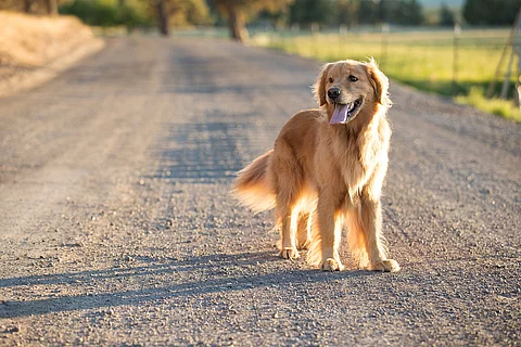 Ein Golden Retriever steht auf einer Straße. Der Hund schaut seitlich und sein ganzer Körper ist auf der Aufnahme erkennbar. Im Hintergrund sind verschwommen Bäume und eine Wiese zu erkennen.