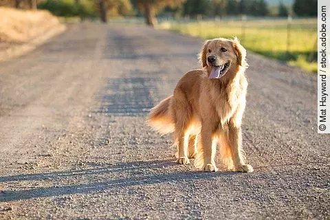 Ein Golden Retriever steht auf einer Straße. Der Hund schaut seitlich und sein ganzer Körper ist auf der Aufnahme erkennbar. Im Hintergrund sind verschwommen Bäume und eine Wiese zu erkennen.