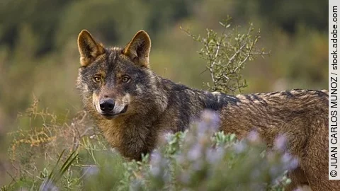 Lobo iberico (Canis lupus)