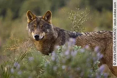 Lobo iberico (Canis lupus)