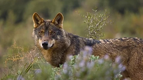 Lobo iberico (Canis lupus)