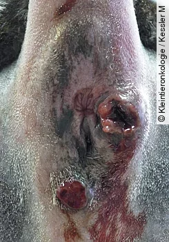 Ulzeriertes perianales Adenom