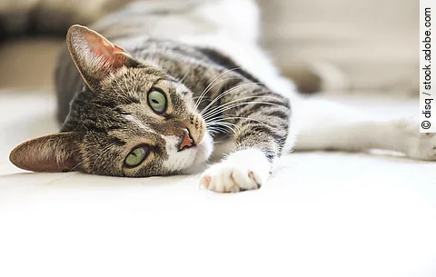 Ein schwarz-grau getigerte Katze liegt seitlich auf dem Boden. Sie streckt eine Pfote nach vorn heraus. Die Pfote hat weißes Fell. Die Kate blickt in die Kamera.
