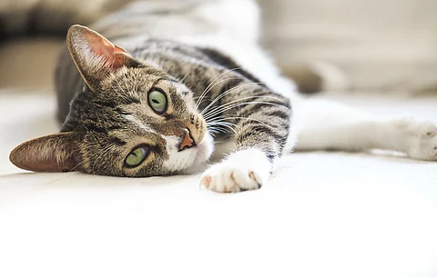 Ein schwarz-grau getigerte Katze liegt seitlich auf dem Boden. Sie streckt eine Pfote nach vorn heraus. Die Pfote hat weißes Fell. Die Kate blickt in die Kamera.
