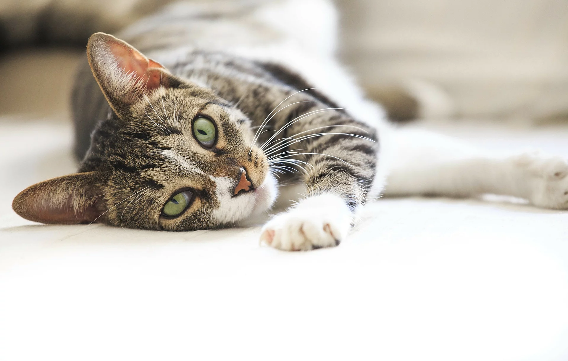 Ein schwarz-grau getigerte Katze liegt seitlich auf dem Boden. Sie streckt eine Pfote nach vorn heraus. Die Pfote hat weißes Fell. Die Kate blickt in die Kamera.