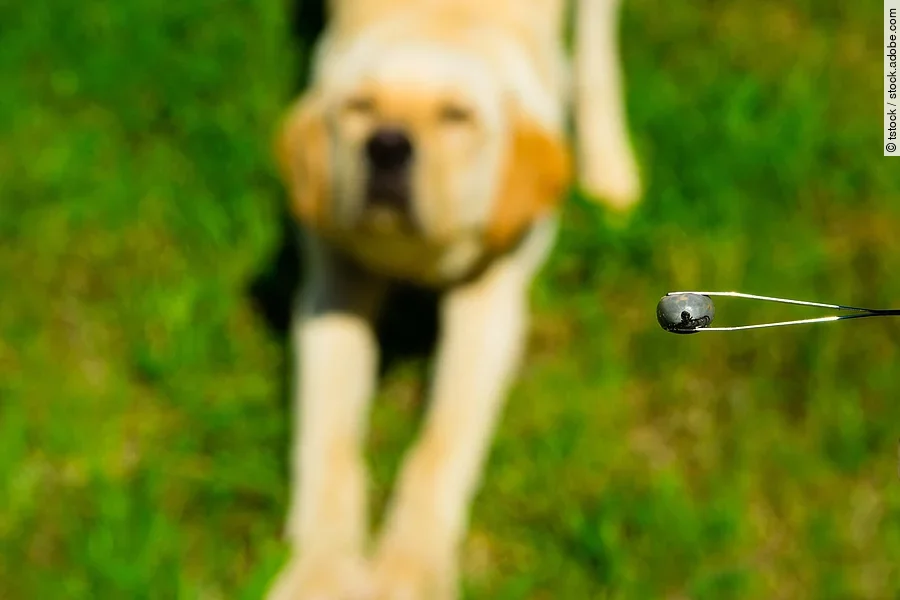 Labrador im Hintergrund, im Vordergrund ist eine Pinzette abgebildet, die eine Zecke greift.