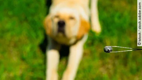 Labrador im Hintergrund, im Vordergrund ist eine Pinzette abgebildet, die eine Zecke greift.