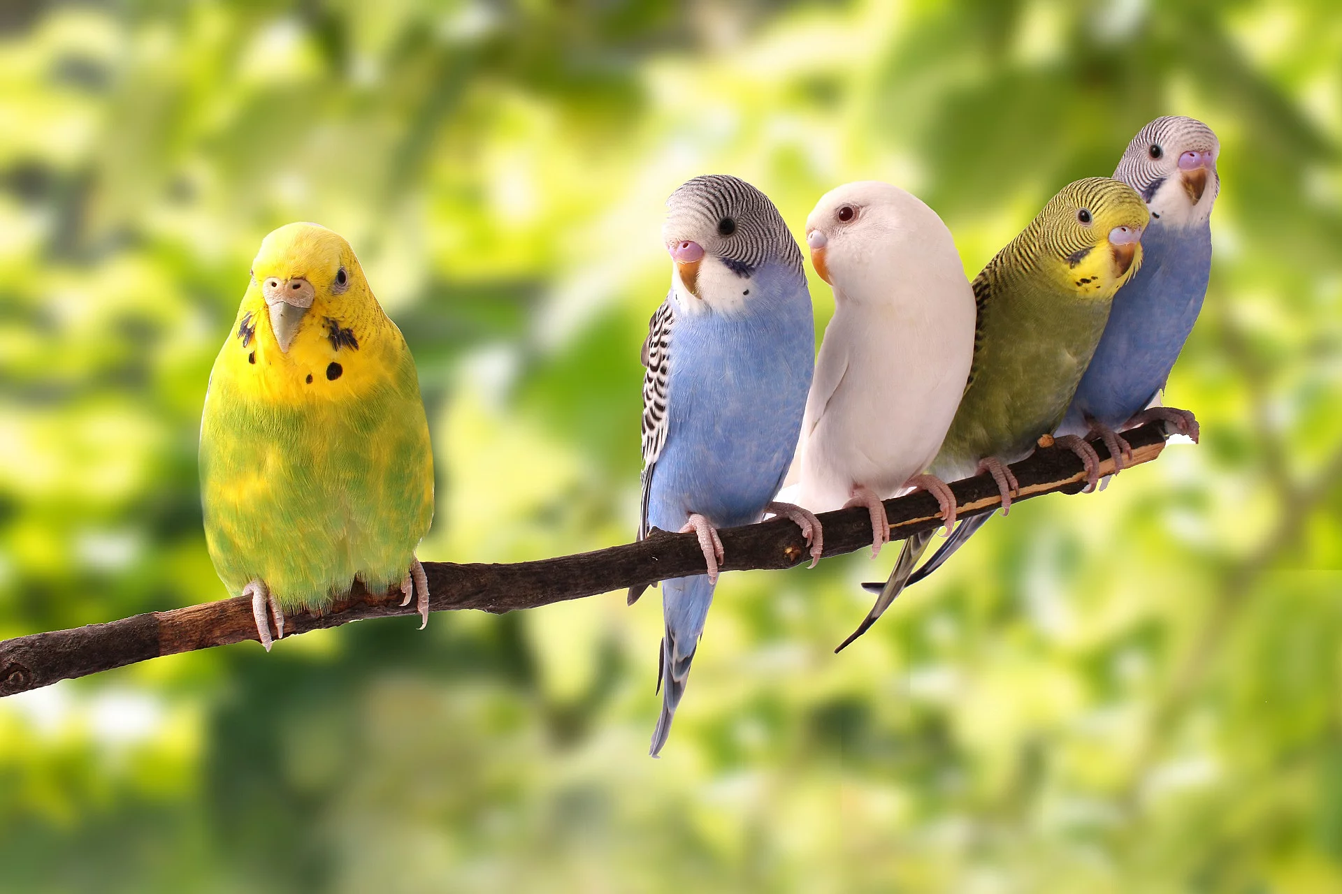 Fünf bunte Wellensittiche sitzen nebeneinander auf einem dünnen Ast im Baum.