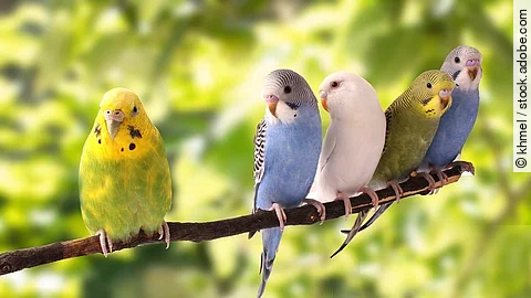 Fünf bunte Wellensittiche sitzen nebeneinander auf einem dünnen Ast im Baum.