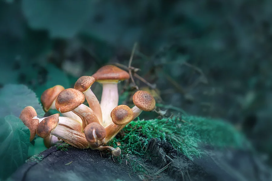 "Zauberpilze"