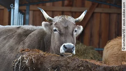 Kuh, Grauvieh mit Hörnern Kuh, Grauvieh mit Hörnern
