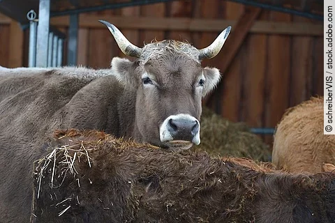 Kuh, Grauvieh mit Hörnern