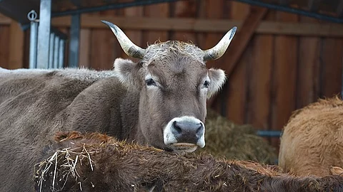 Kuh, Grauvieh mit Hörnern