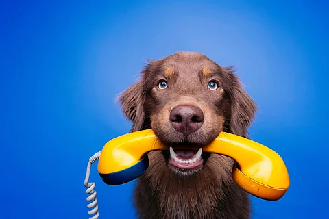 Hund mit analogem Telefon