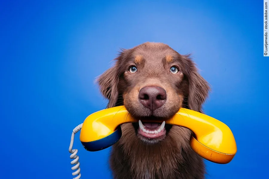 Hund mit analogem Telefon Hund mit analogem Telefon