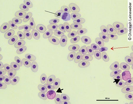 Im Blutausstrich einer Schildkröten sieht man neben den Erythrozyten auch einen Monozyt, einen Thrombozyt und einen heterophilen Granulozyt.