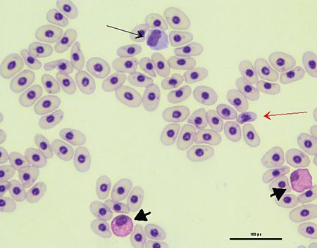 Im Blutausstrich einer Schildkröten sieht man neben den Erythrozyten auch einen Monozyt, einen Thrombozyt und einen heterophilen Granulozyt. Im Blutausstrich einer Schildkröten sieht man neben den Erythrozyten auch einen Monozyt, einen Thrombozyt und einen heterophilen Granulozyt.