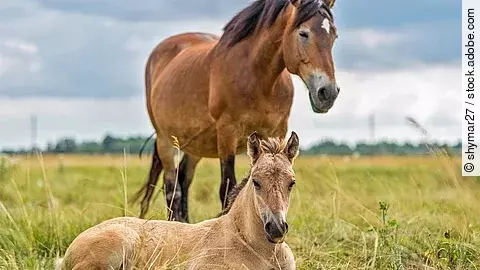 Stute mit Fohlen Stute mit Fohlen