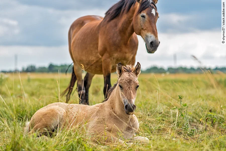 Stute mit Fohlen