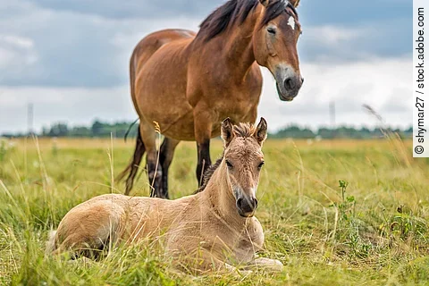 Stute mit Fohlen