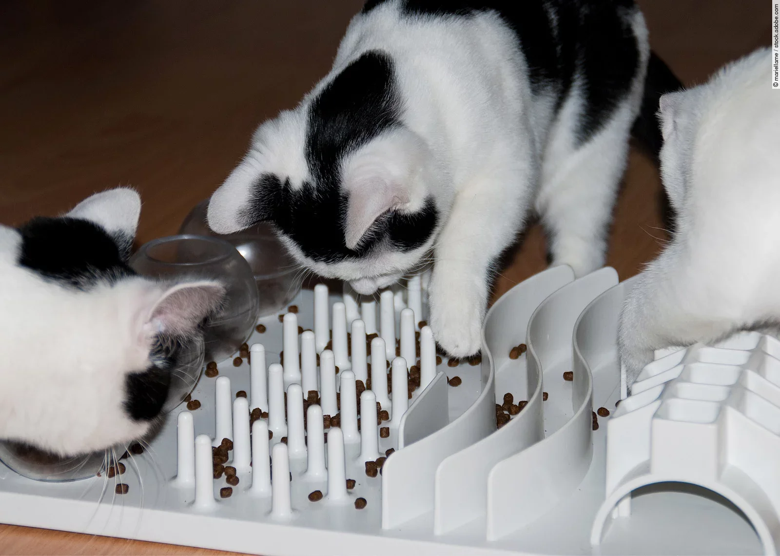 Neugierige schwarz-weiß gefleckte Katzen spielen mit einem Futterlabyrinth gefüllt mit Trockenfutter. Neugierige schwarz-weiß gefleckte Katzen spielen mit einem Futterlabyrinth gefüllt mit Trockenfutter.