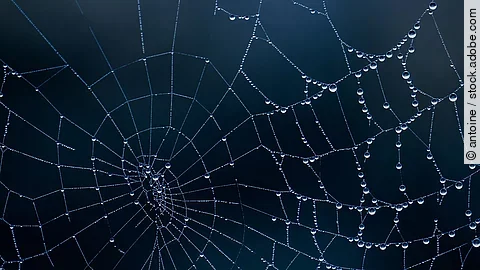 Spinnennetz