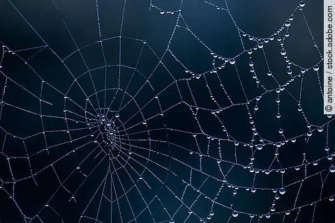 Spinnennetz