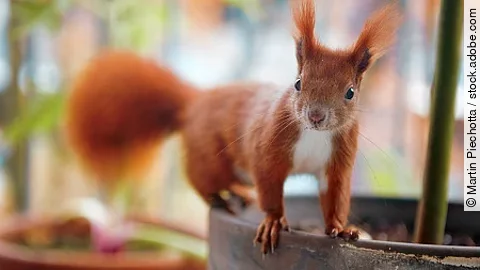 Beautiful shot of small red squirrel standing on flower pot edge