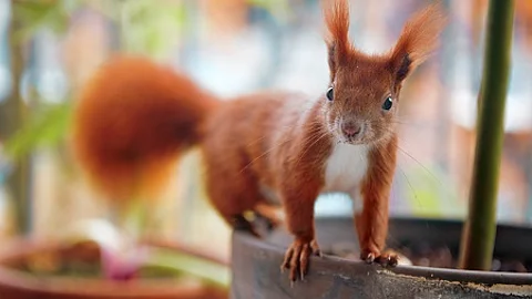 Beautiful shot of small red squirrel standing on flower pot edge