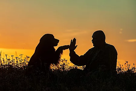 silhouette of a man and a dog, he slapped the owner's hand with 