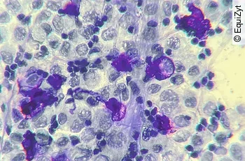 BAL in Toluidinblaufärbung