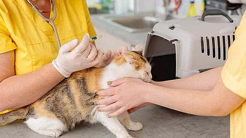 Photo of cat vaccination at vet clinic