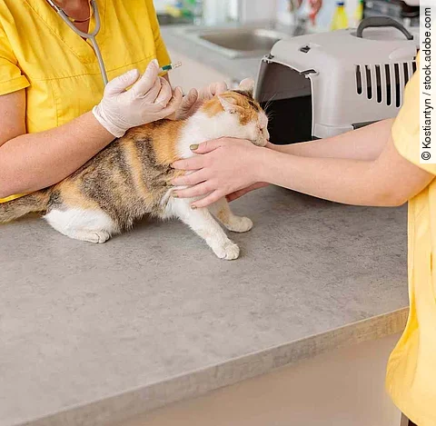 Photo of cat vaccination at vet clinic