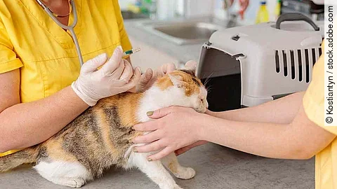 Photo of cat vaccination at vet clinic Photo of cat vaccination at vet clinic