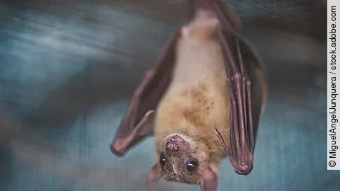 Fledermaus 