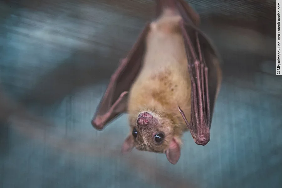 Fledermaus 