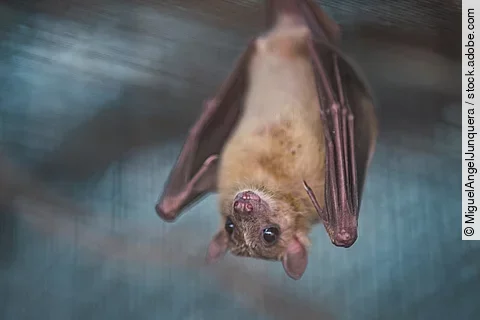 Fledermaus 