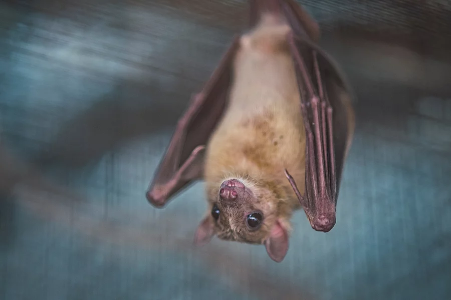Fledermaus 