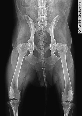 Röntgenbild