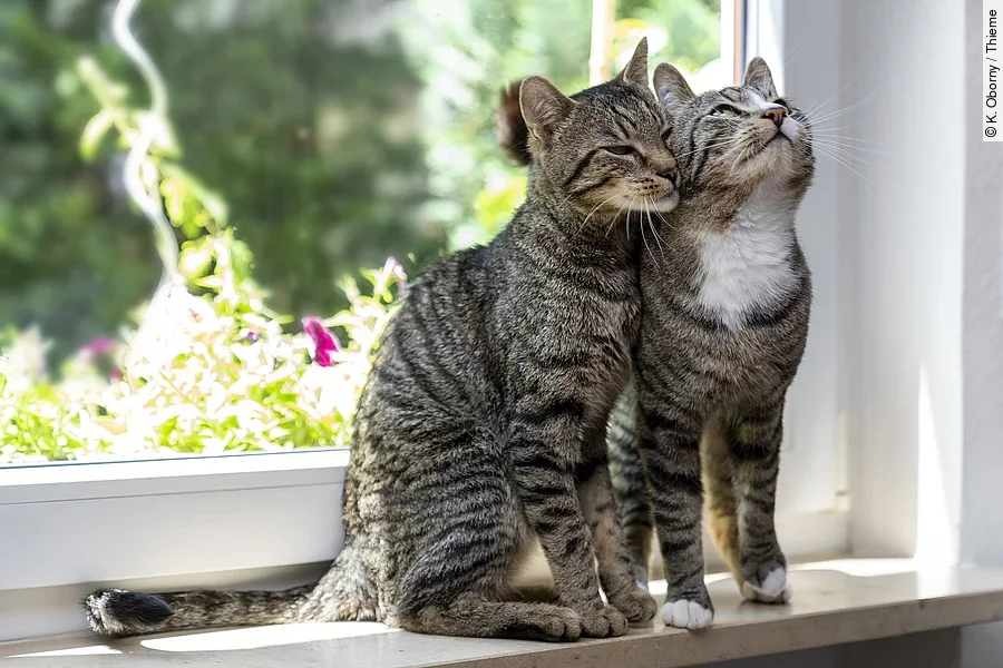Zwei getigerte Katzen sitzend dicht nebeneinander auf einer Fensterbank und reiben ihre Köpfe aneinander.