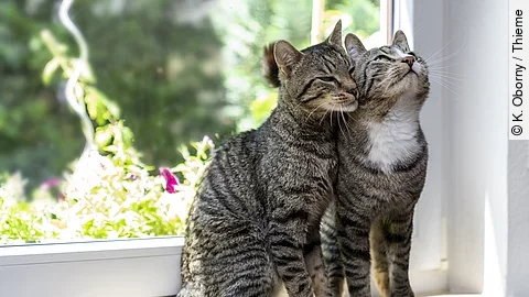 Zwei getigerte Katzen sitzend dicht nebeneinander auf einer Fensterbank und reiben ihre Köpfe aneinander.