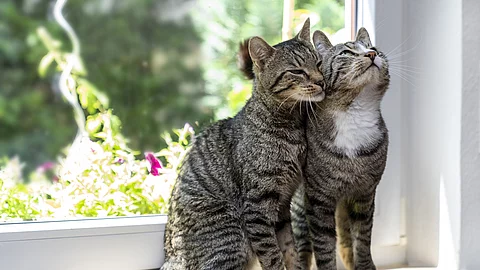 Zwei getigerte Katzen sitzend dicht nebeneinander auf einer Fensterbank und reiben ihre Köpfe aneinander.