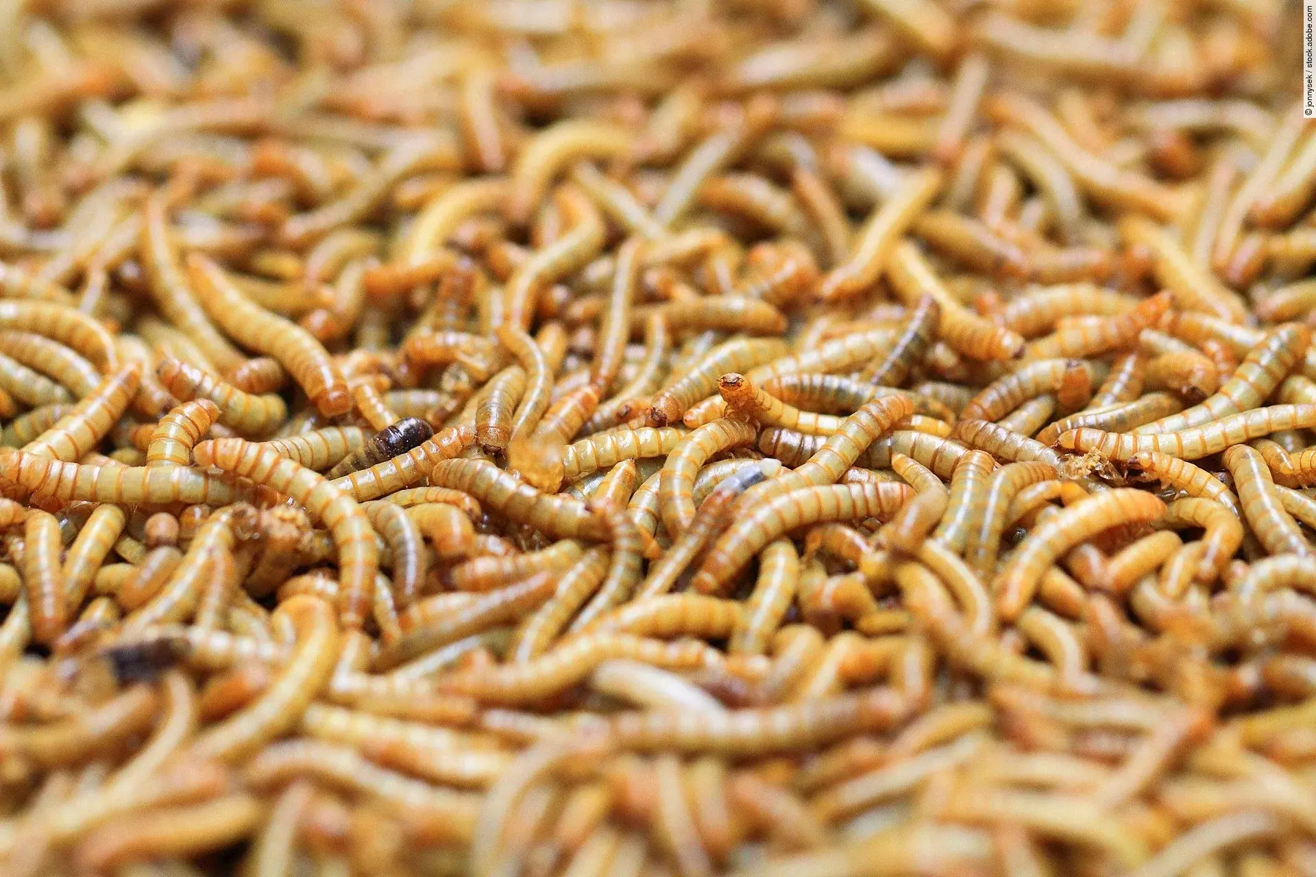 Eine Vielzahl von Mehlwürmern liegt zusammen.