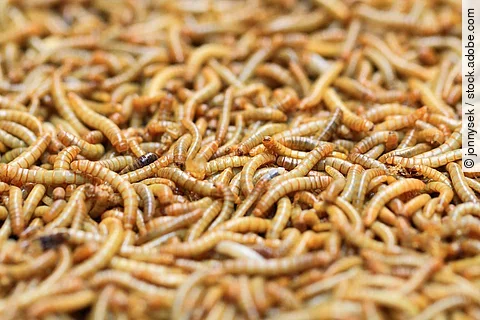 Eine Vielzahl von Mehlwürmern liegt zusammen.